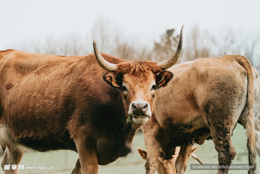 田野中的棕色长角牛