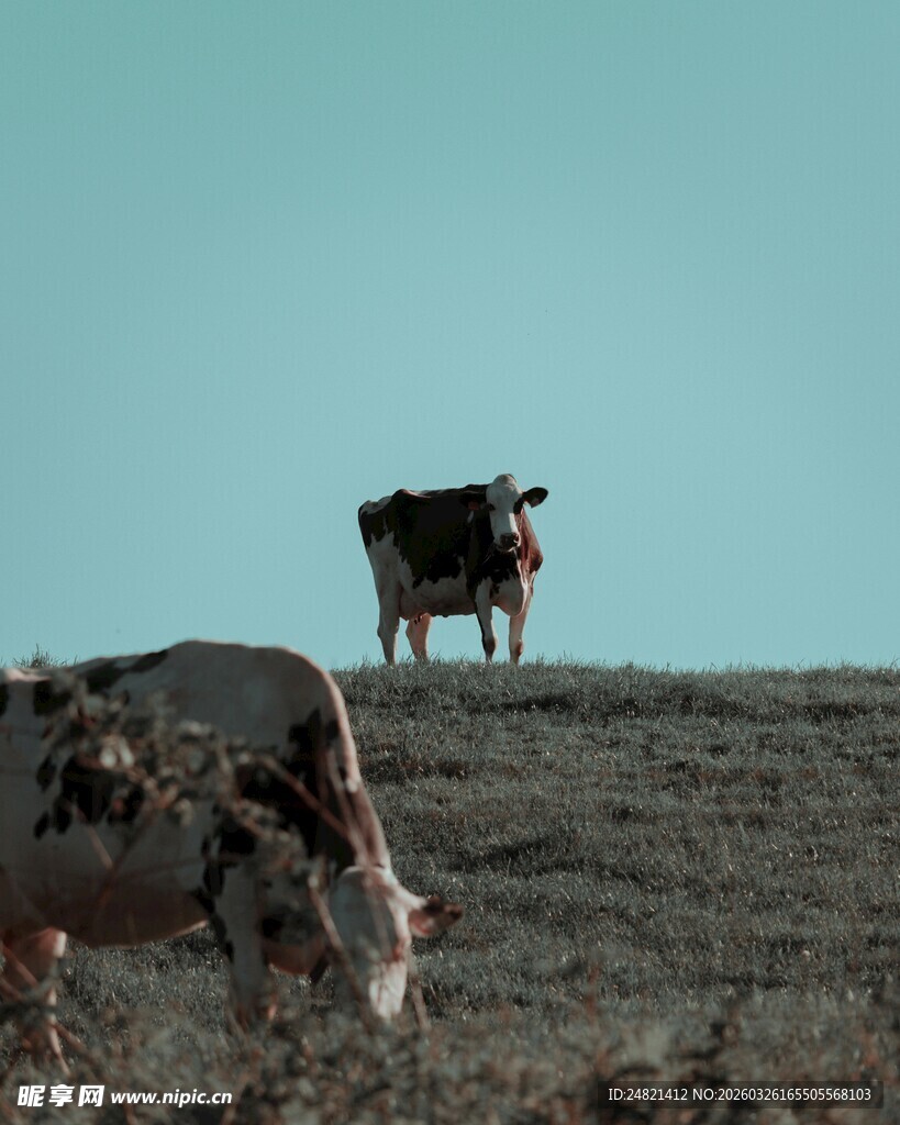草原上的驮物牛与驴子