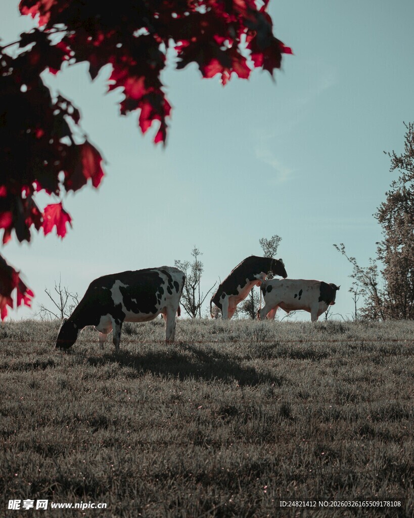 秋日牧场景色中的两头牛