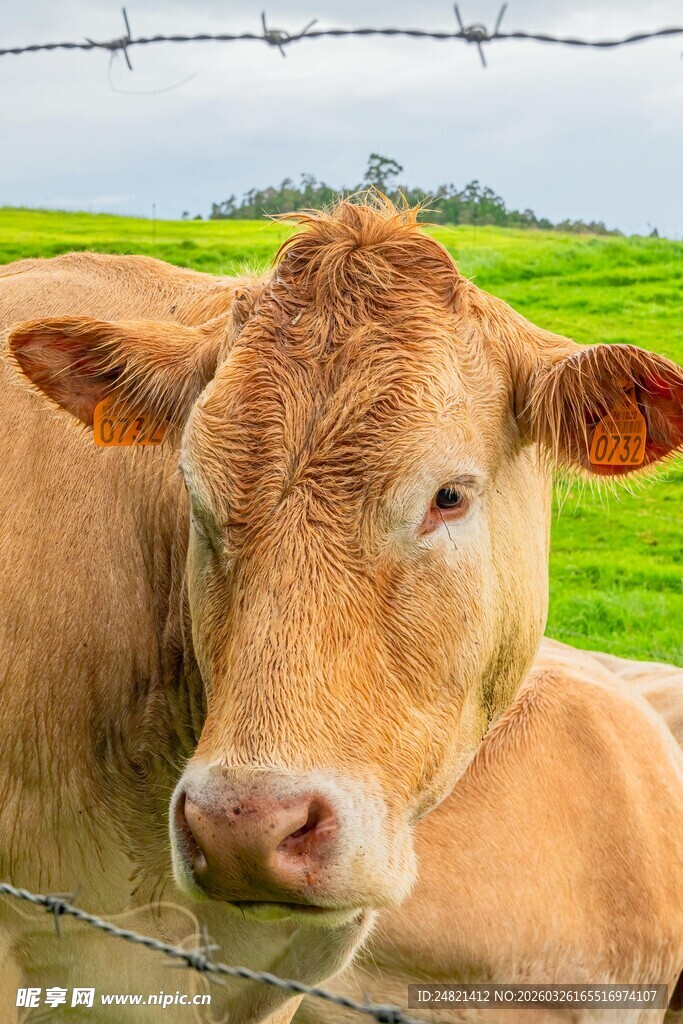 围栏边的棕色奶牛