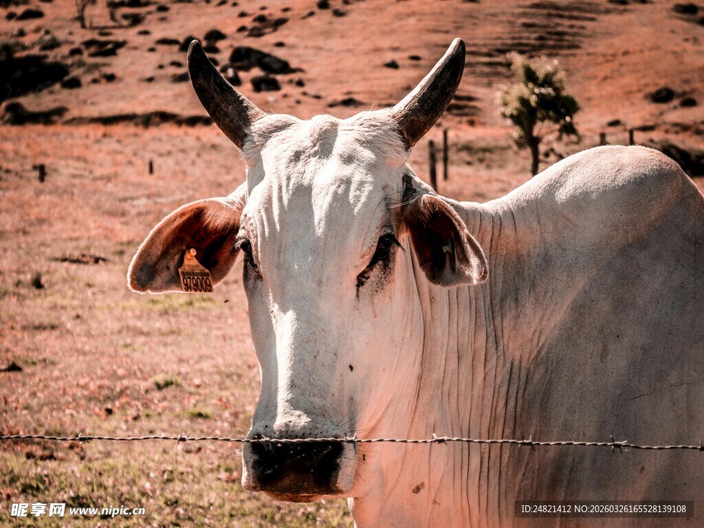 田野中的白色牛