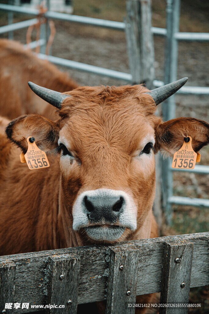 围栏边的棕色牛