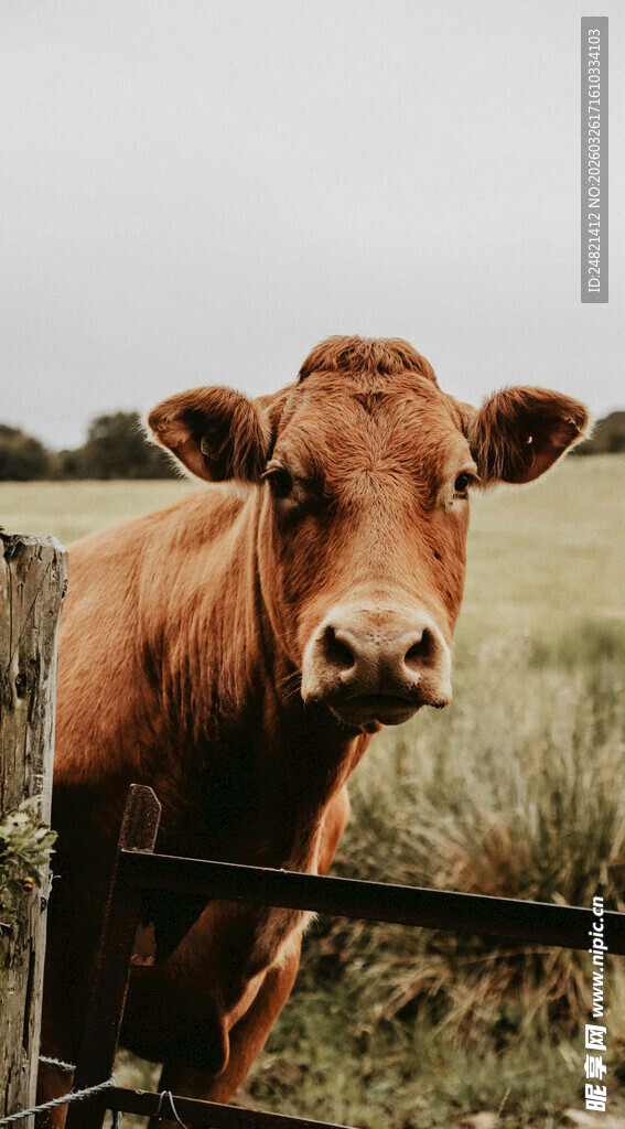 栅栏边的棕色奶牛