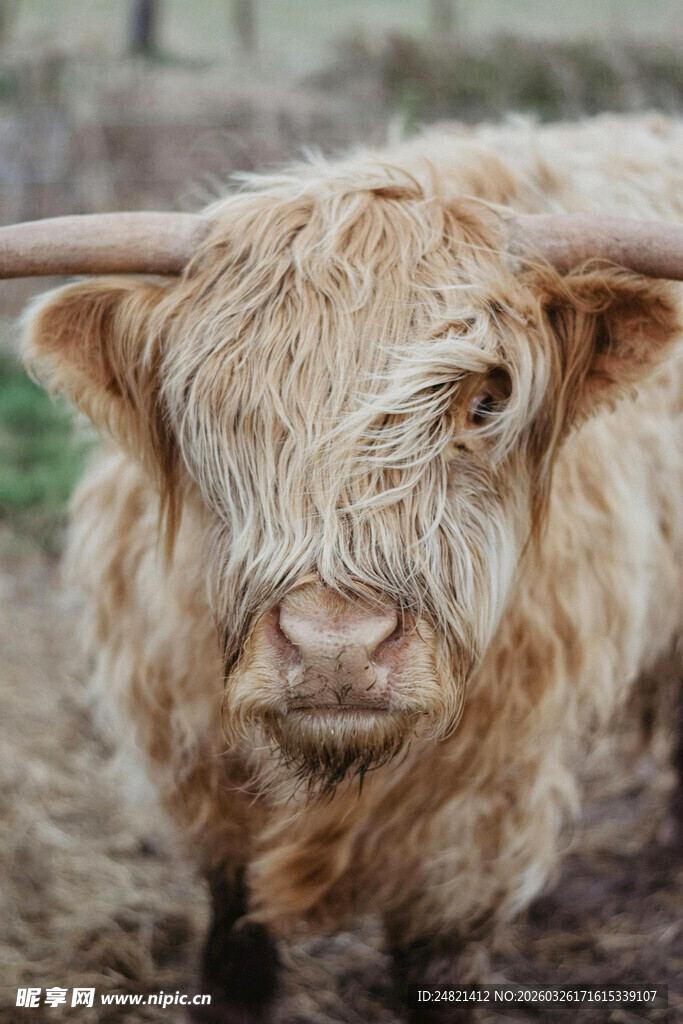 高地长毛牛特写