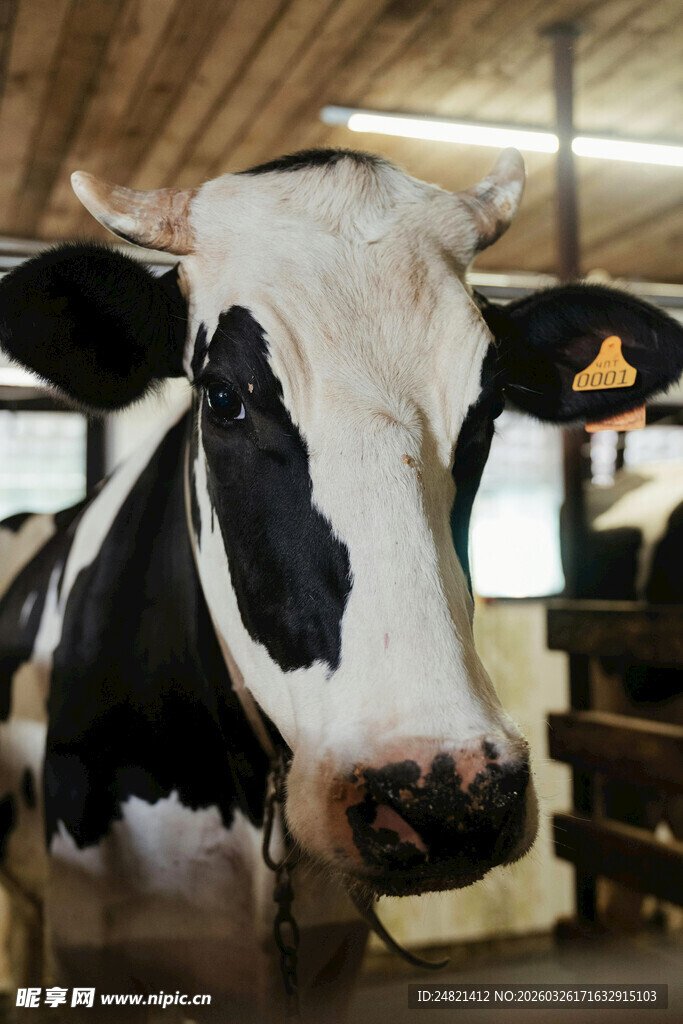 牛棚中的黑白花奶牛