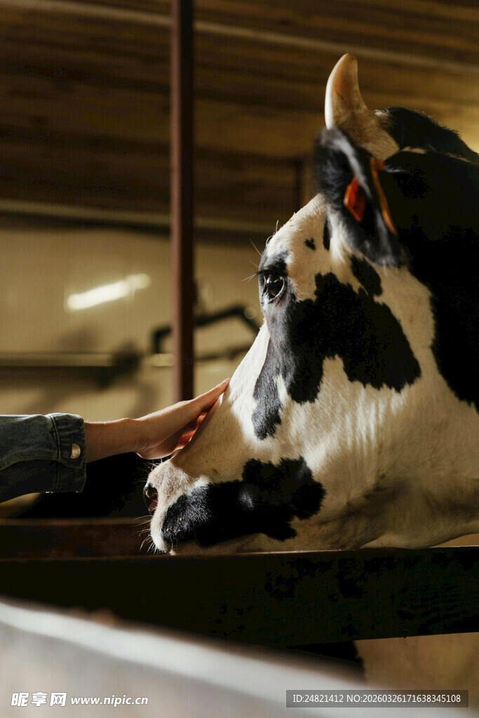 人与奶牛亲密互动瞬间