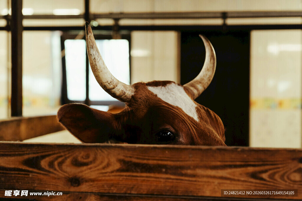 牛探头于木质围栏处