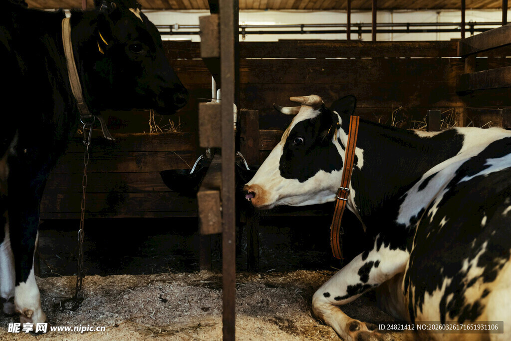 牛舍中的黑白花奶牛