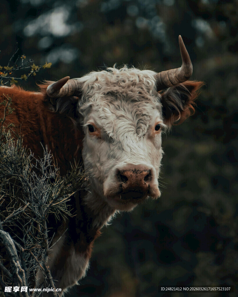 林间牛特写