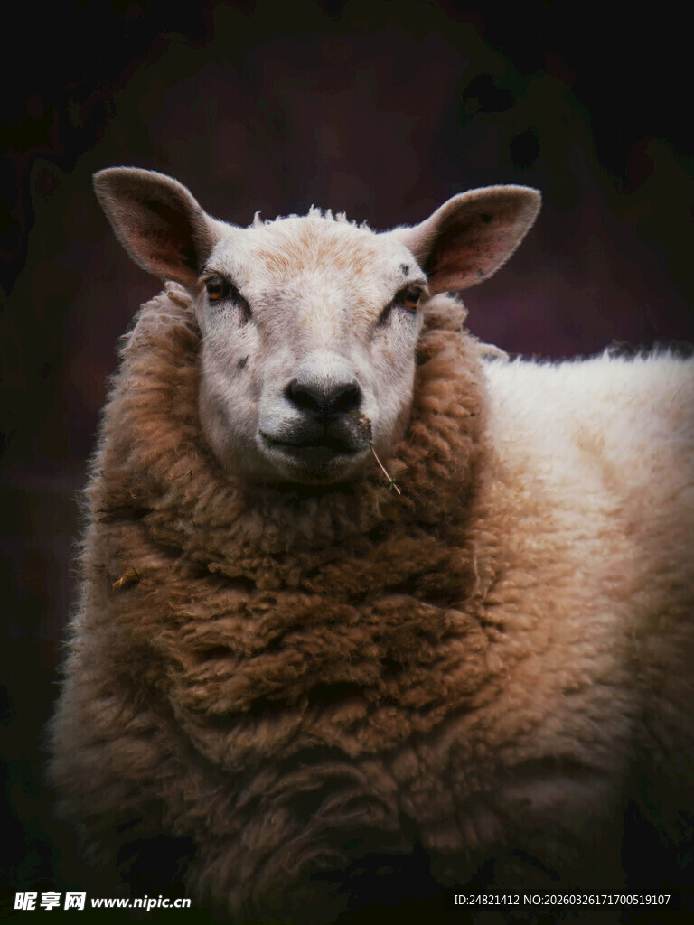 可爱绵羊特写