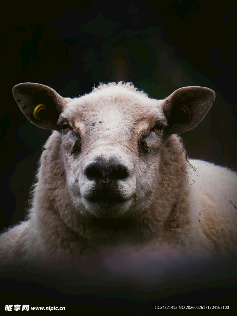 可爱绵羊特写