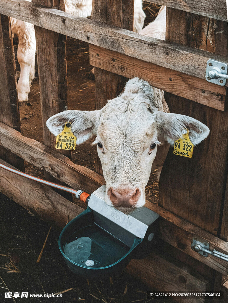 牛圈中的奶牛与电子秤