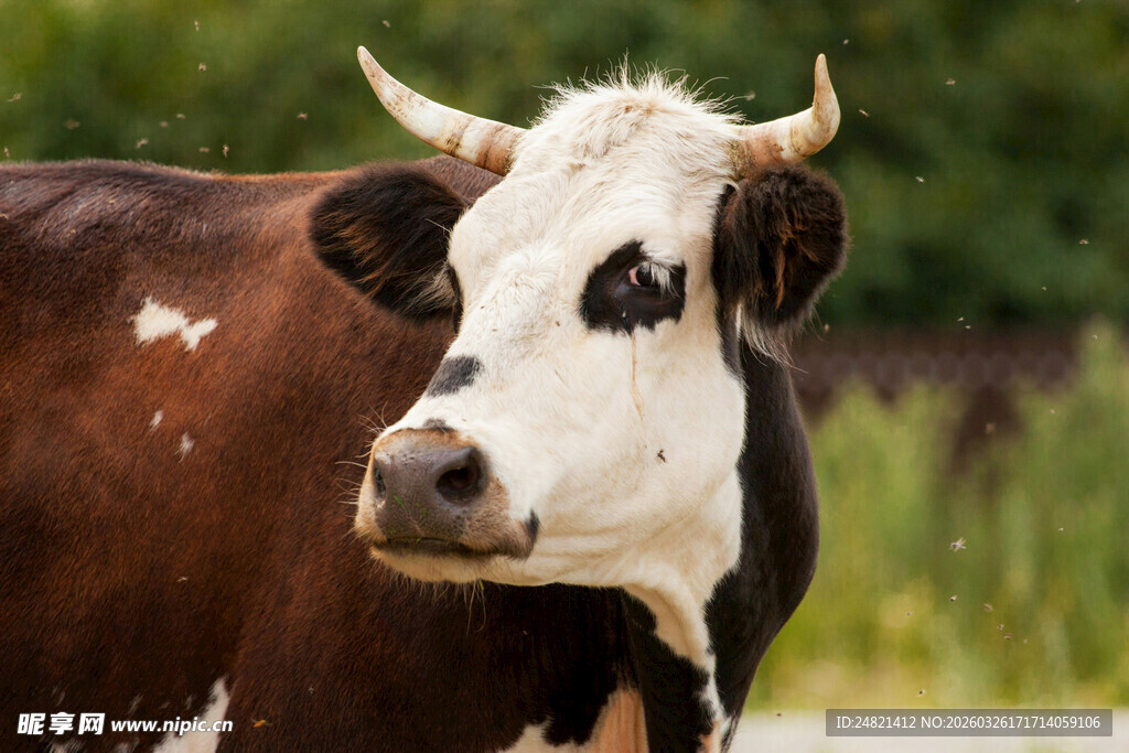 奶牛特写