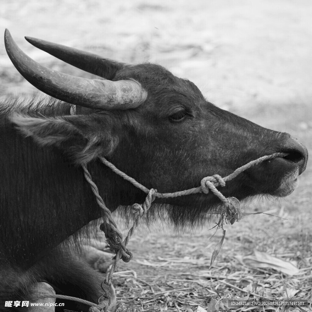 拴着绳索的水牛头部特写
