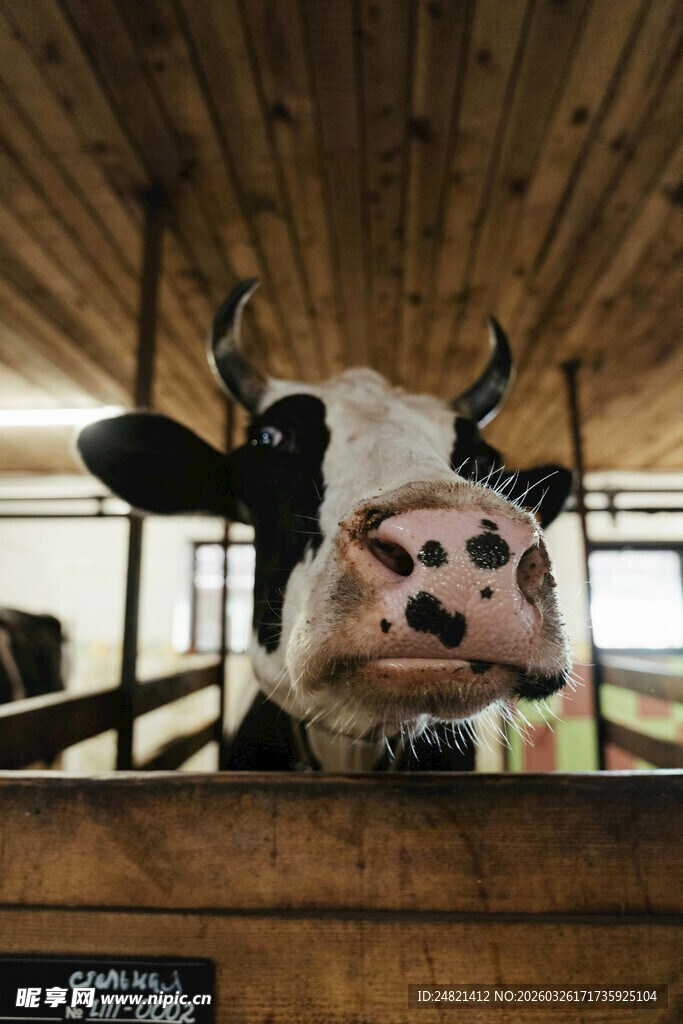 牛舍中探头的黑白花奶牛
