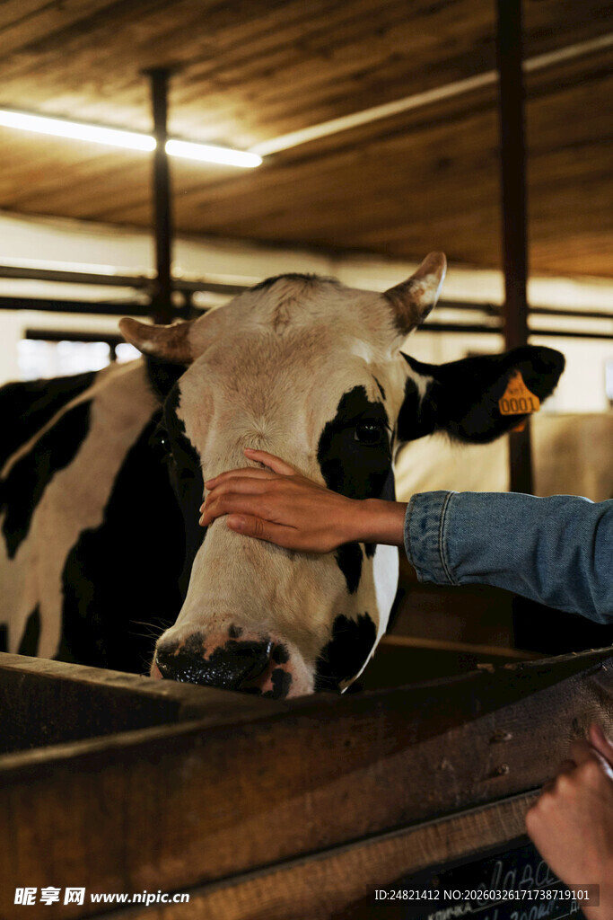 人与奶牛亲密互动瞬间