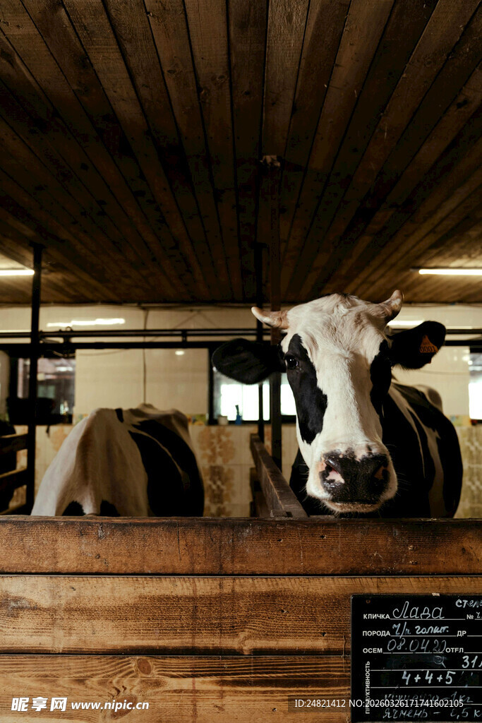 牛舍中的奶牛