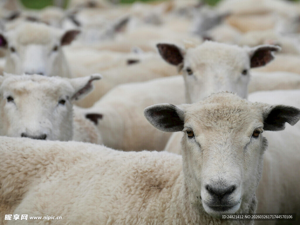 一群羊的特写