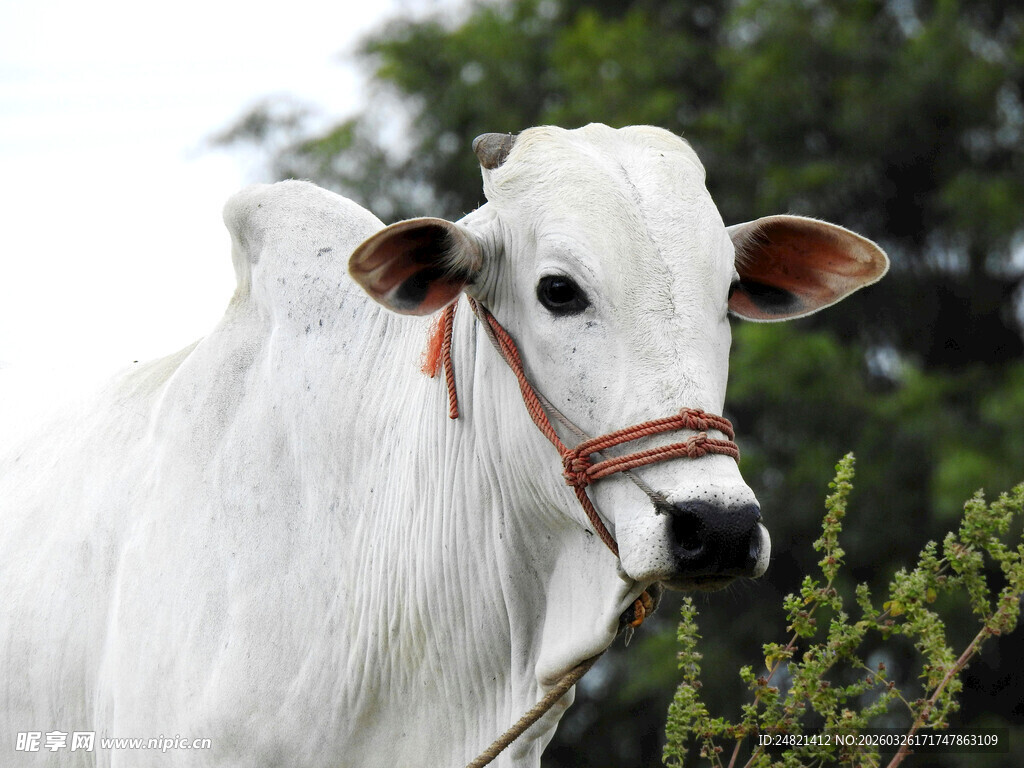白色耕牛近景