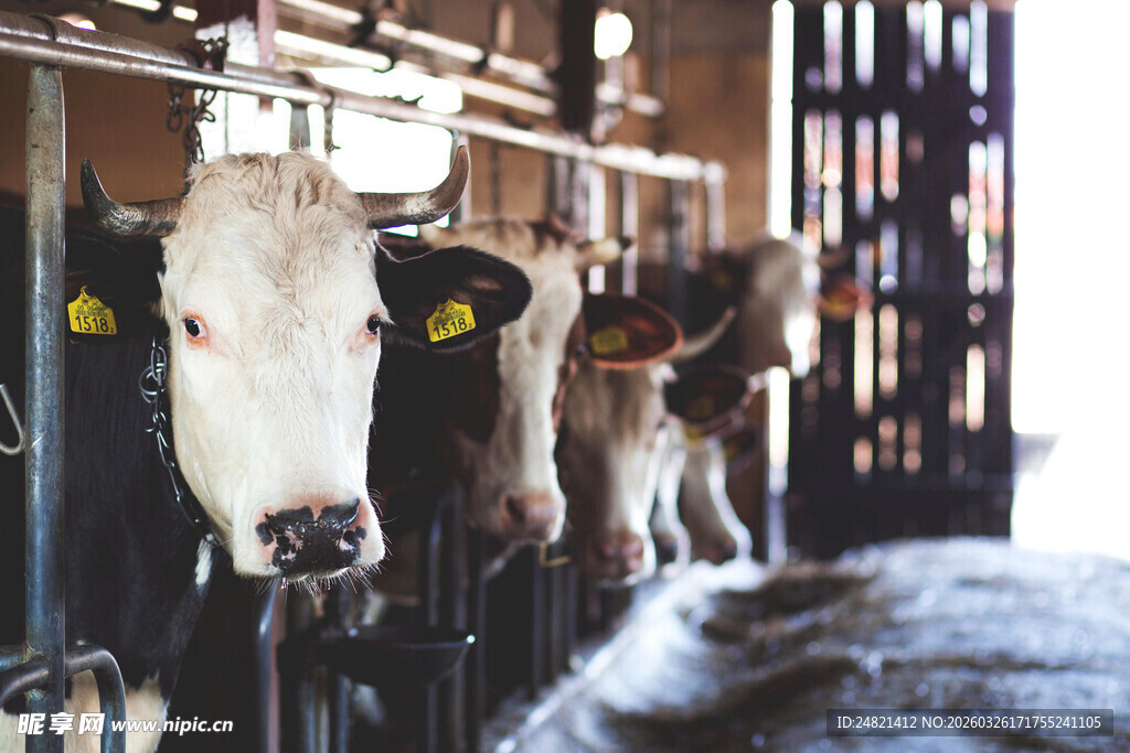 牛舍中的奶牛