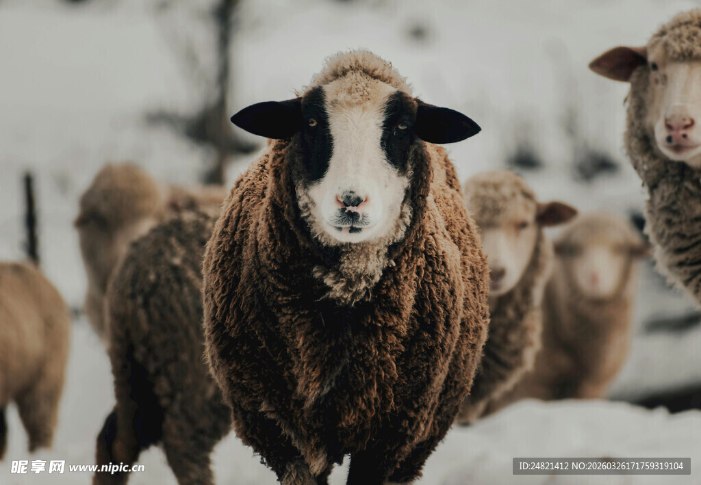 雪地中的羊群