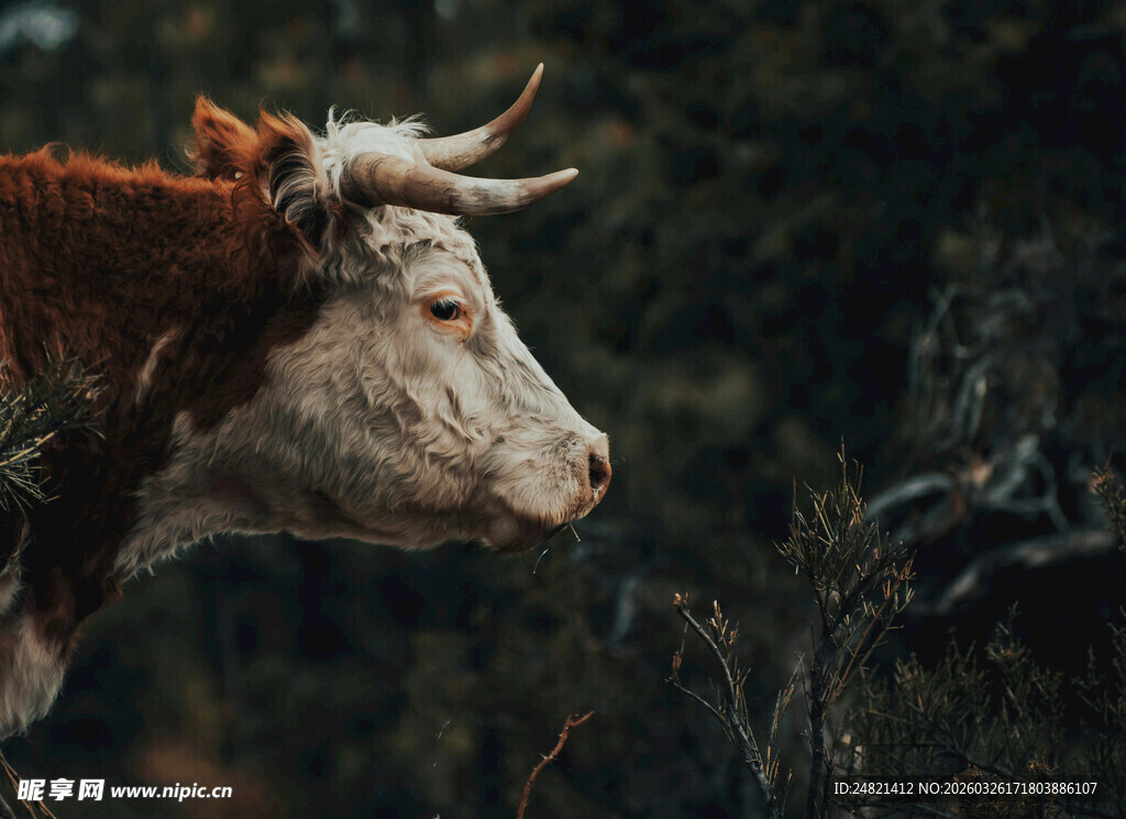 牛在自然环境中的侧影