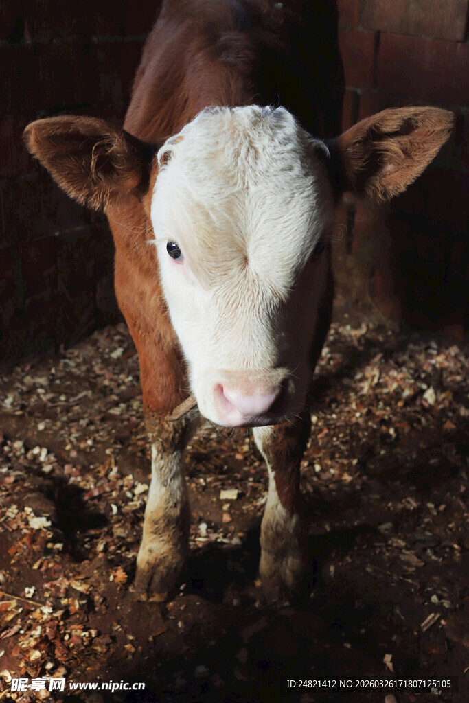 可爱小牛站在木屑地面上