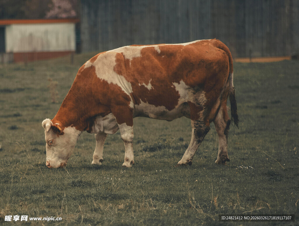 草地中的棕白花纹牛