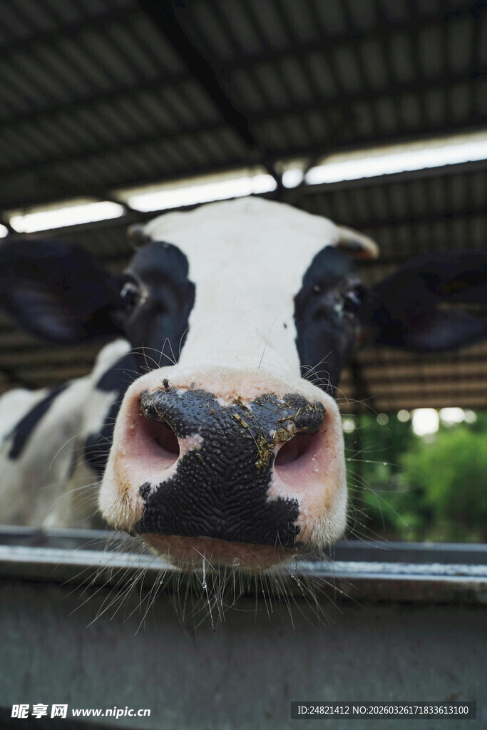 可爱奶牛探头
