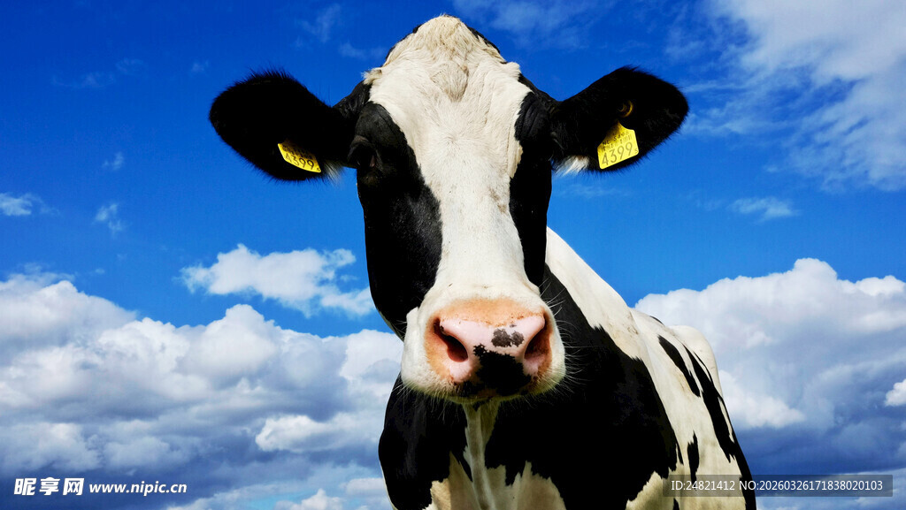 黑白花奶牛仰望蓝天白云
