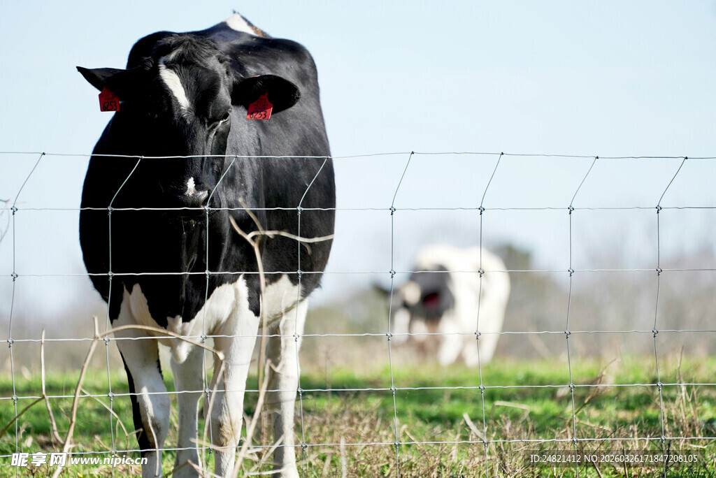 牧场中的黑白花奶牛