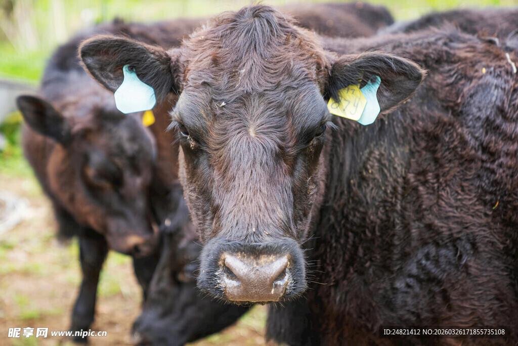 黑牛特写
