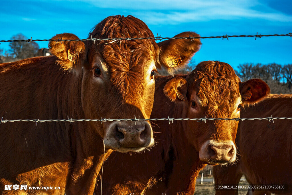 围栏边的几头棕色牛