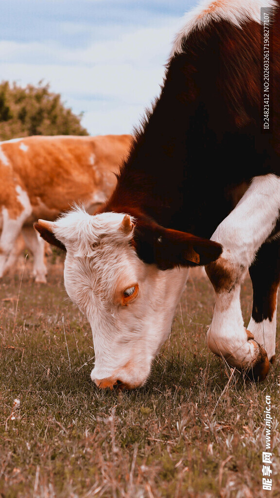 牛在草地低头吃草
