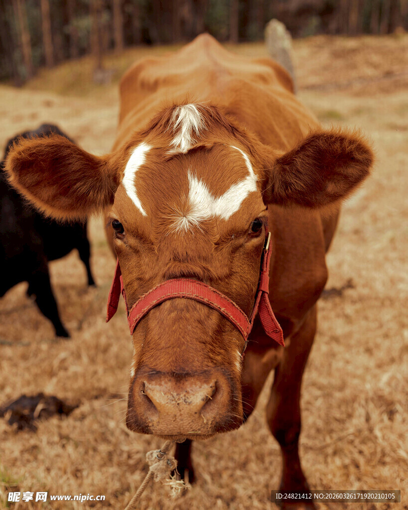 棕色小牛特写