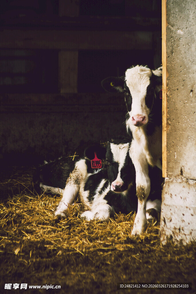 牛舍中的黑白花小牛