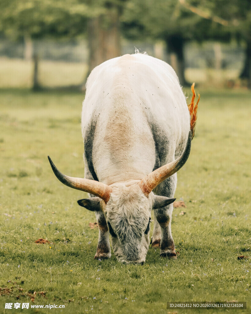 草原上的长角牛低头吃草