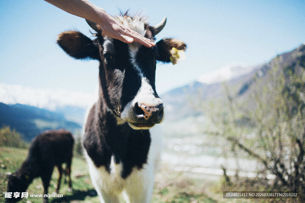 抚摸奶牛的温馨瞬间