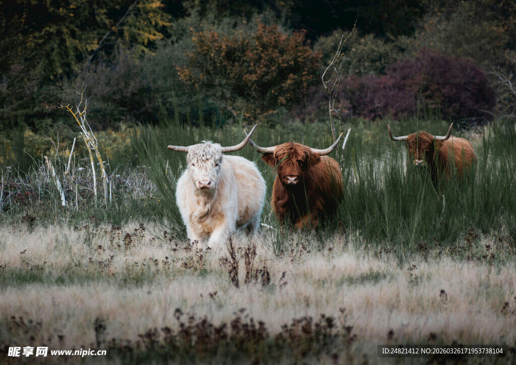 田野中的几头奶牛