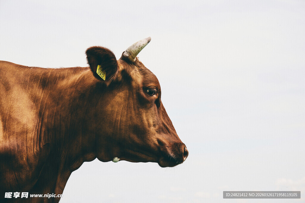 棕色奶牛特写