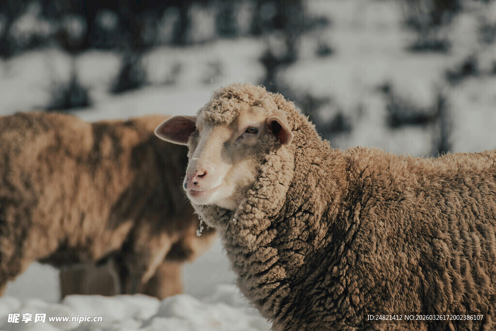 雪地中的绵羊