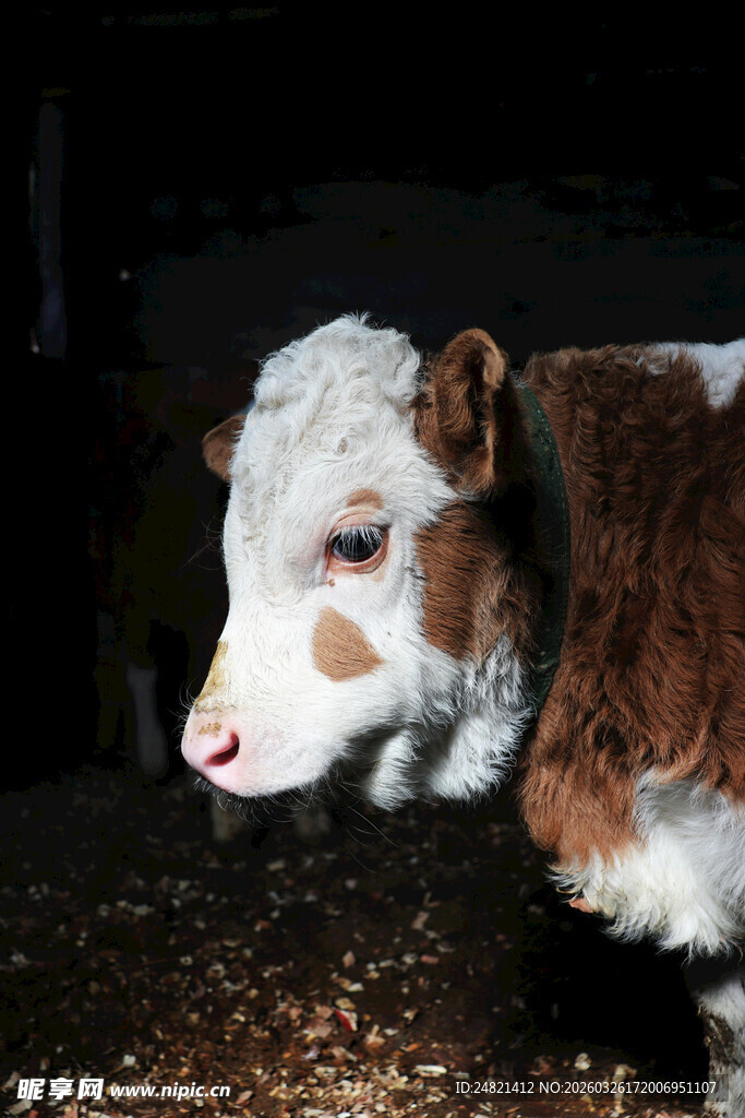 可爱小牛特写