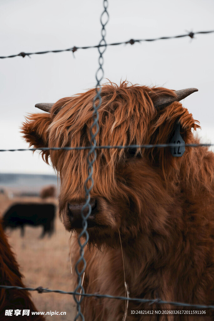 围栏边的长毛牛