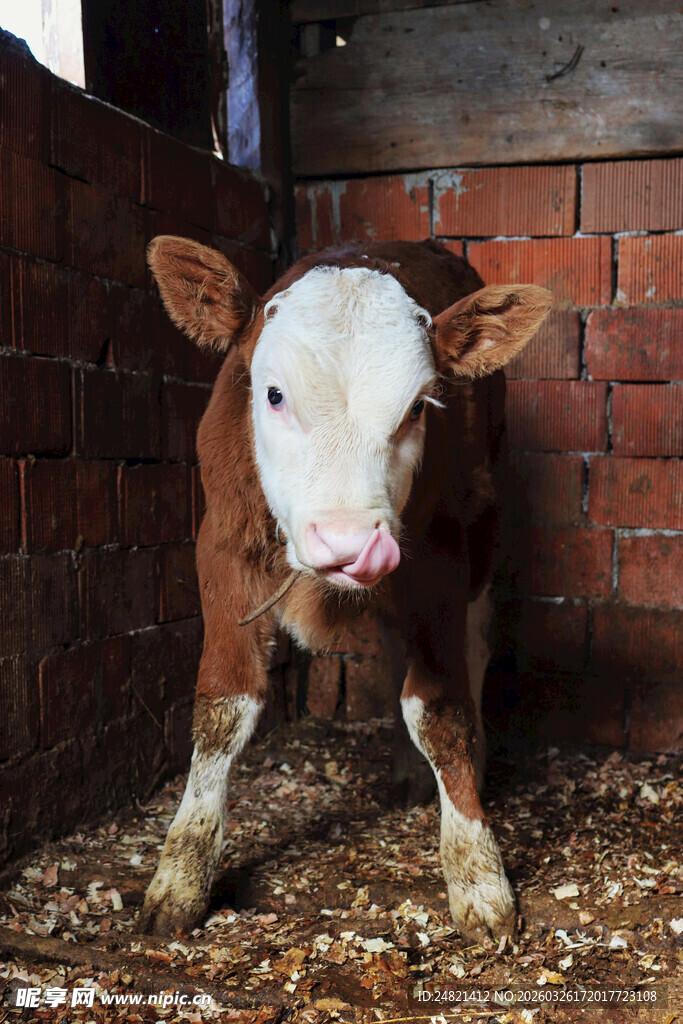 小牛站立在砖房内