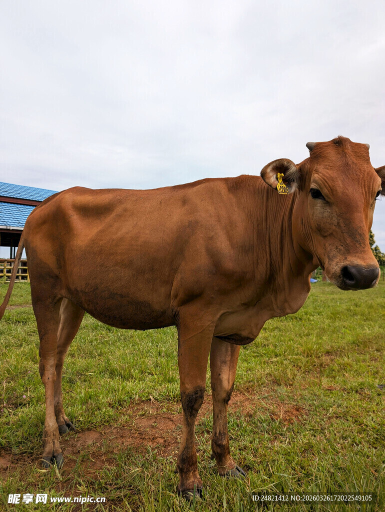 草地上的棕色奶牛
