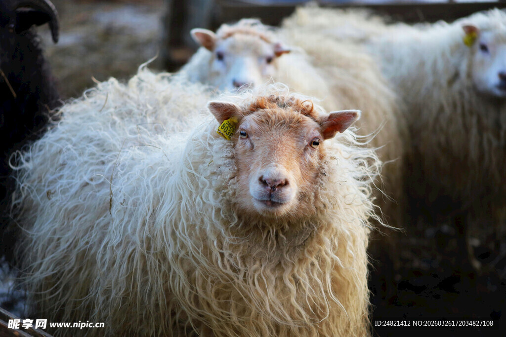 一群长毛绵羊特写