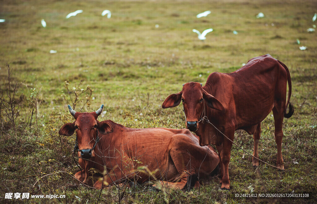 草地上休憩的两头棕色牛