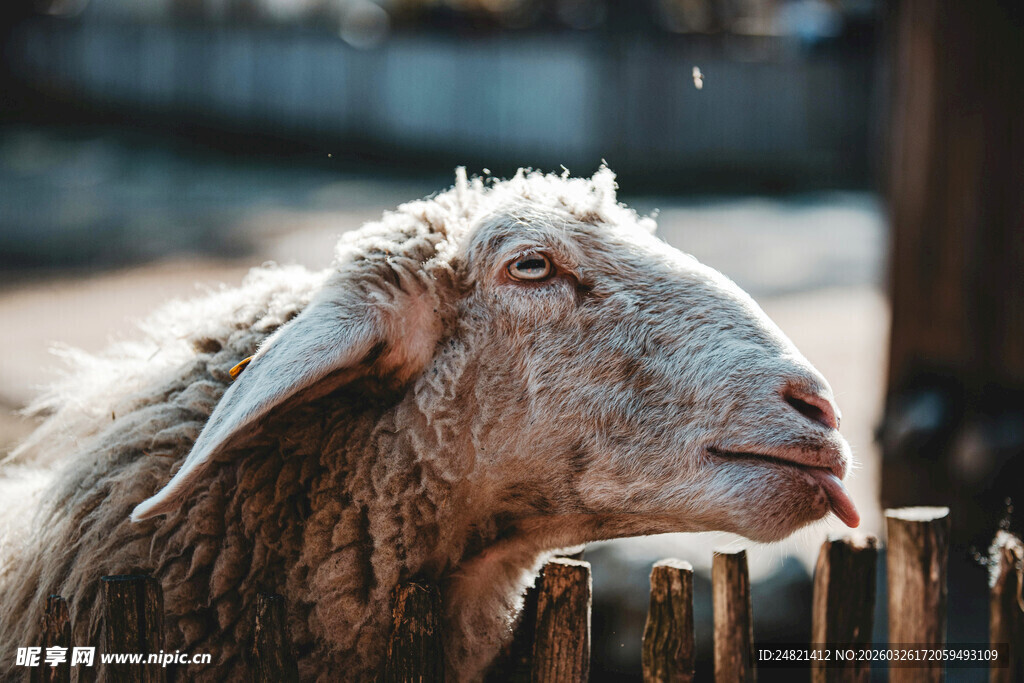 羊倚木栏