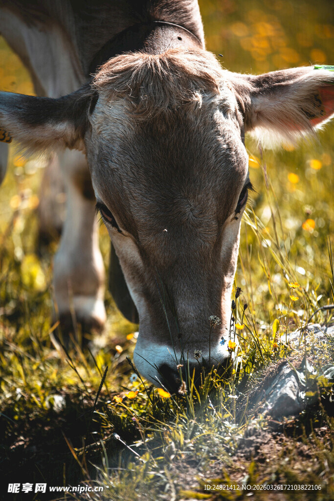 小牛低头嗅闻嫩绿青草