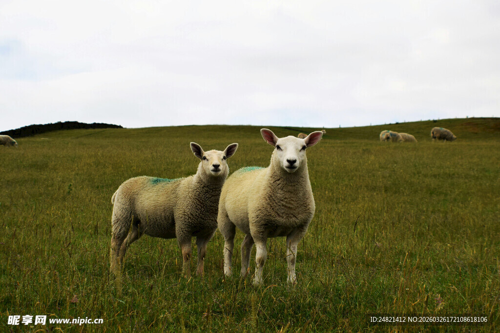 草原上的几只绵羊